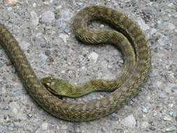 Image of Japanese Rat Snake