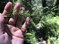 Elymus californicus (Bol. ex Thurb.) Gould的圖片