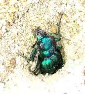 Image of Autumn Tiger Beetle