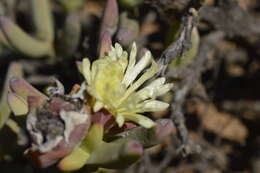 Image of Astridia longifolia (L. Bol.) L. Bol.