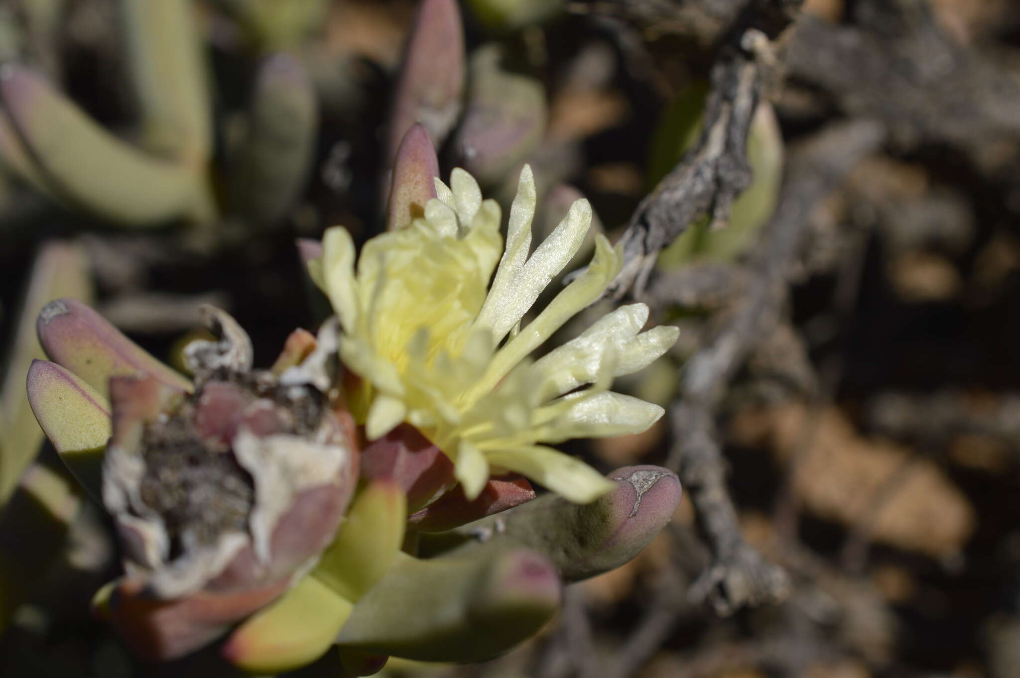 Sivun Astridia longifolia (L. Bol.) L. Bol. kuva