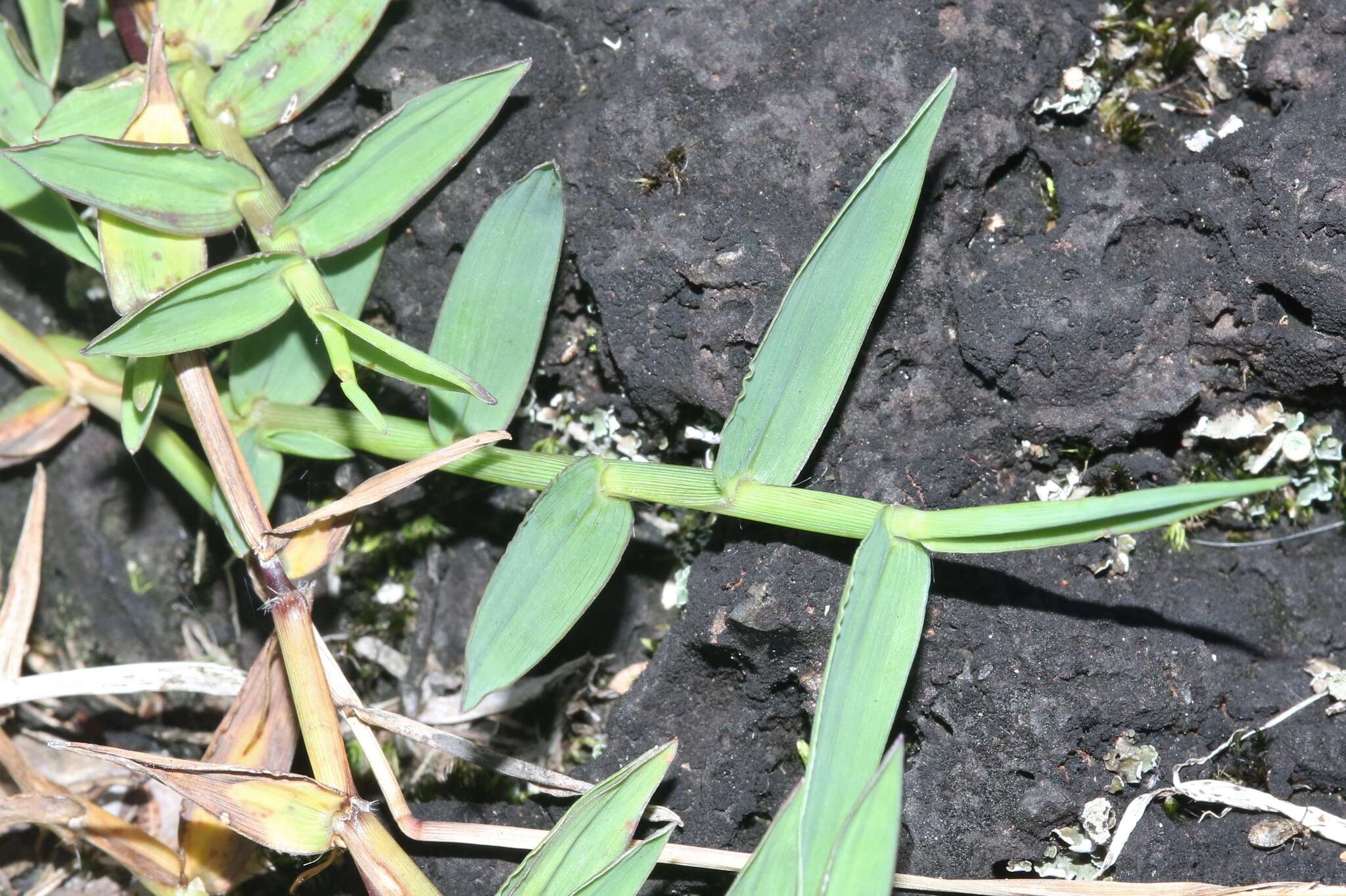 Image of yellow crabgrass