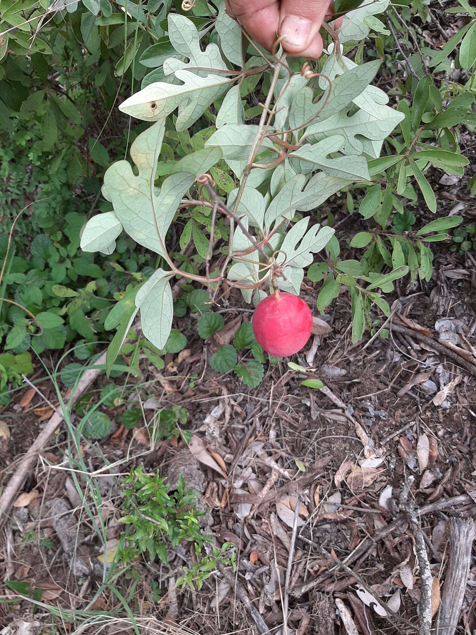 Image of Wild granadilla