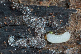 Image of Six-toothed spruce bark beetle