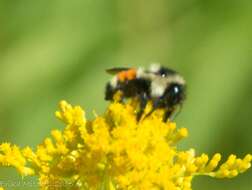 Image of Tricolored Bumble Bee