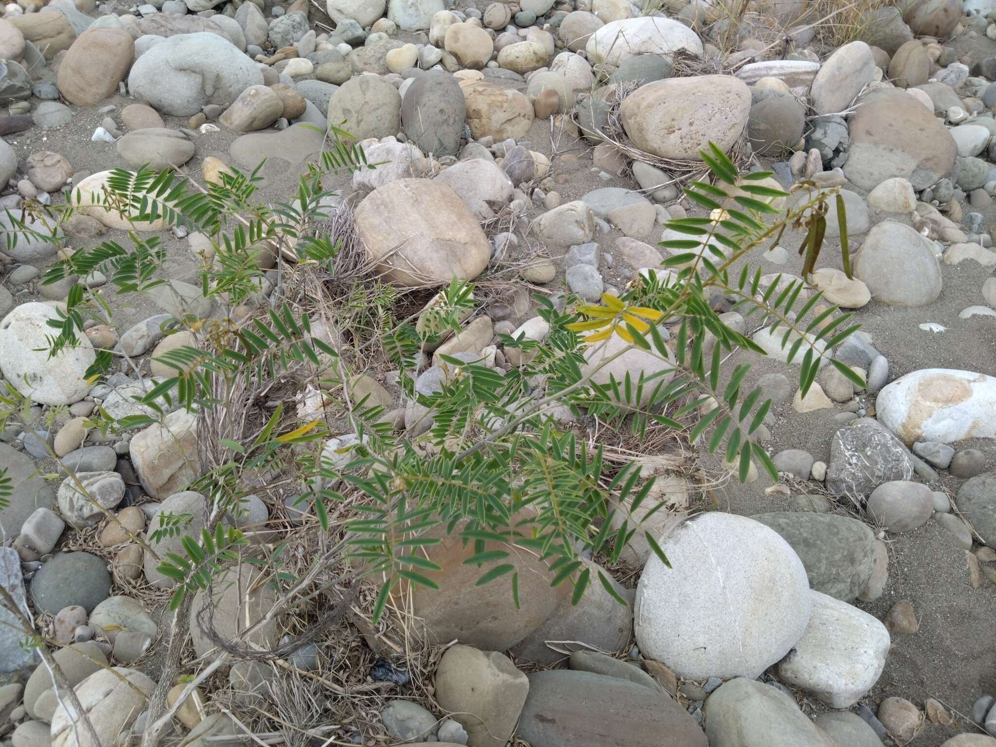 Image of white hoarypea