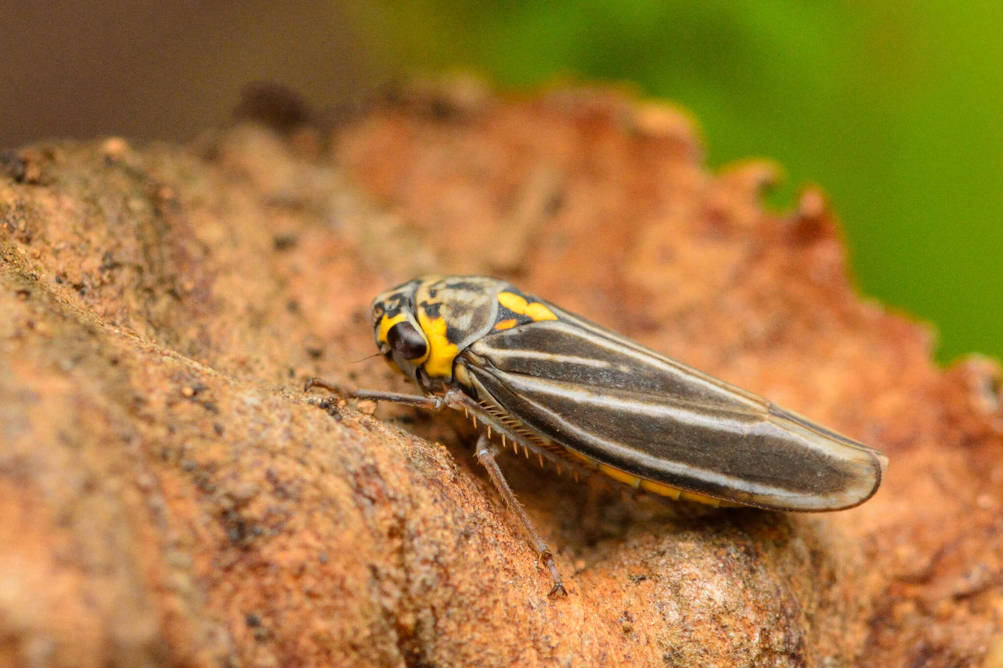 Image of Graphocephala nigrifascia (Walker & F. 1851)