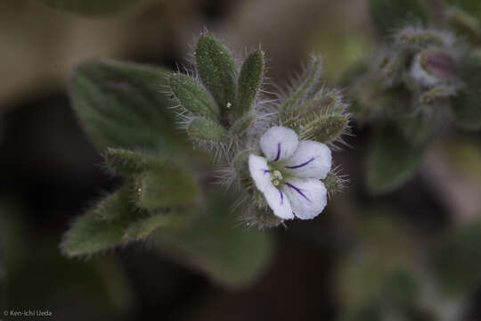 Image of Mt. Diablo phacelia