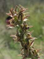 Image of Summer leek orchid