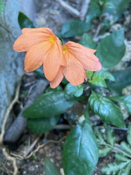 Image of Crossandra infundibuliformis (L.) Nees