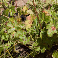 Image of Pelargonium alchemilloides (L.) L'Her. ex Soland.