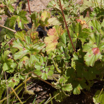 Image of Pelargonium alchemilloides (L.) L'Her. ex Soland.