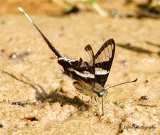 Image of White Dragontail Butterfly