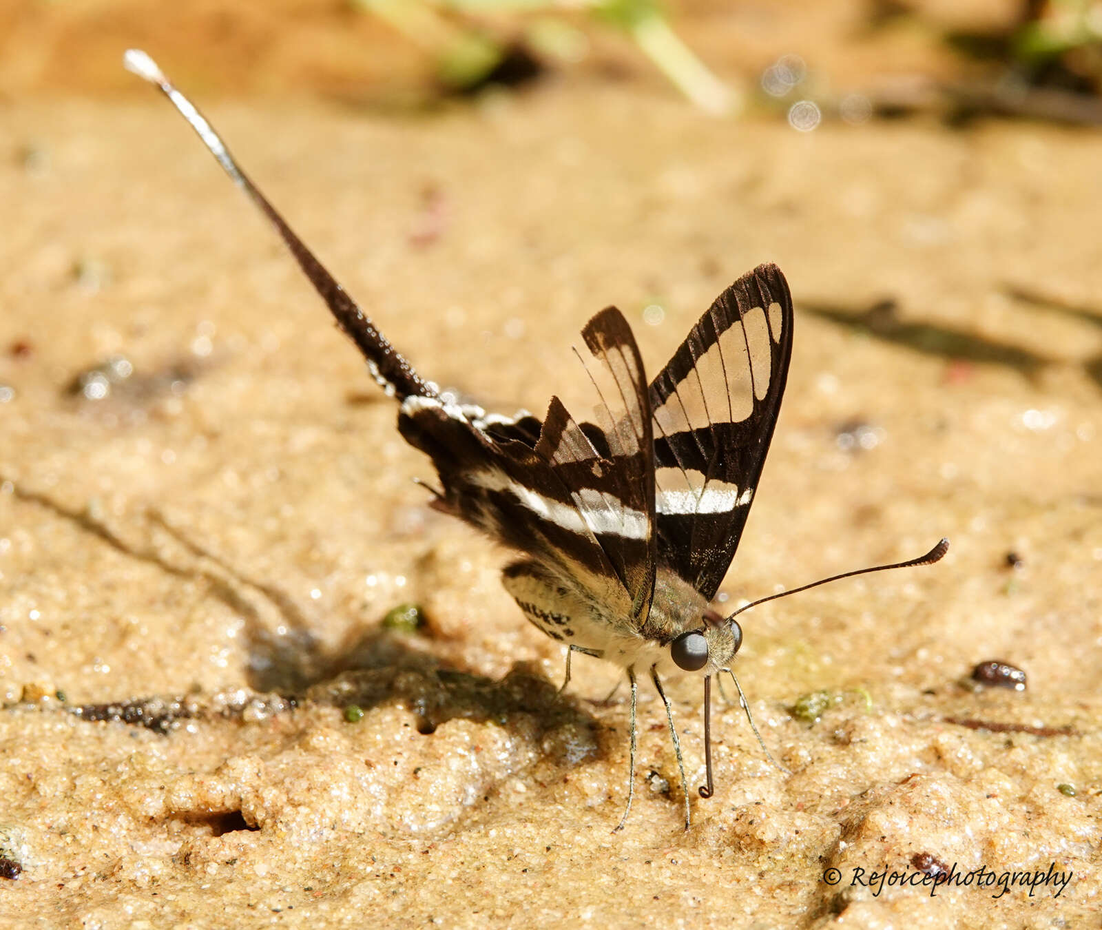 Image of White Dragontail Butterfly