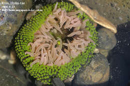 Anthopleura fuscoviridis Carlgren 1949 resmi