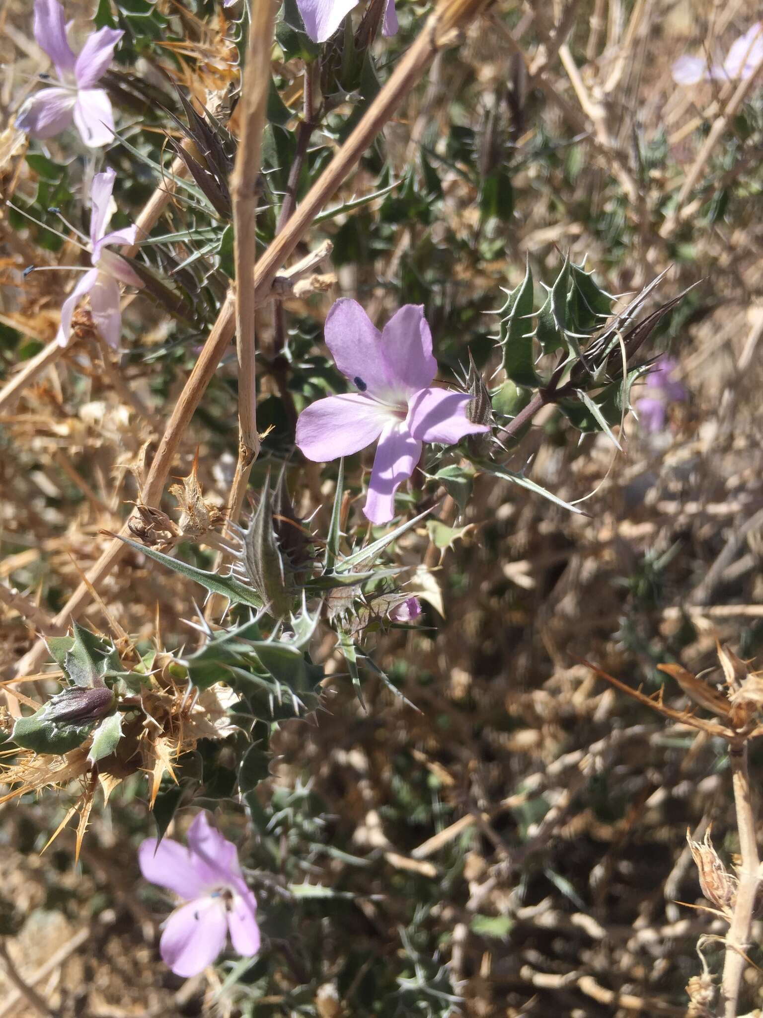 Image de Barleria rigida Willd. ex Nees