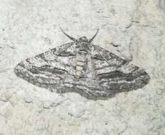 Plancia ëd Calamodes occitanaria Duponchel 1829