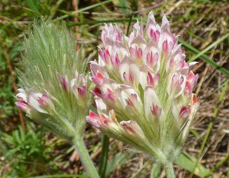 Trifolium plumosum Hook.的圖片