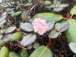 Image of Rhododendron anthopogon D. Don