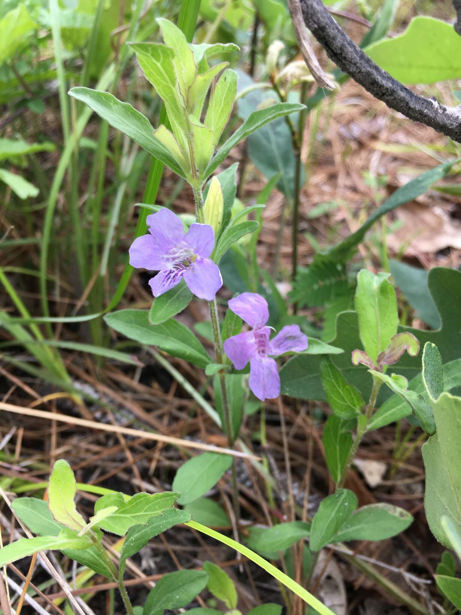 Dyschoriste oblongifolia (Michx.) Kuntze的圖片