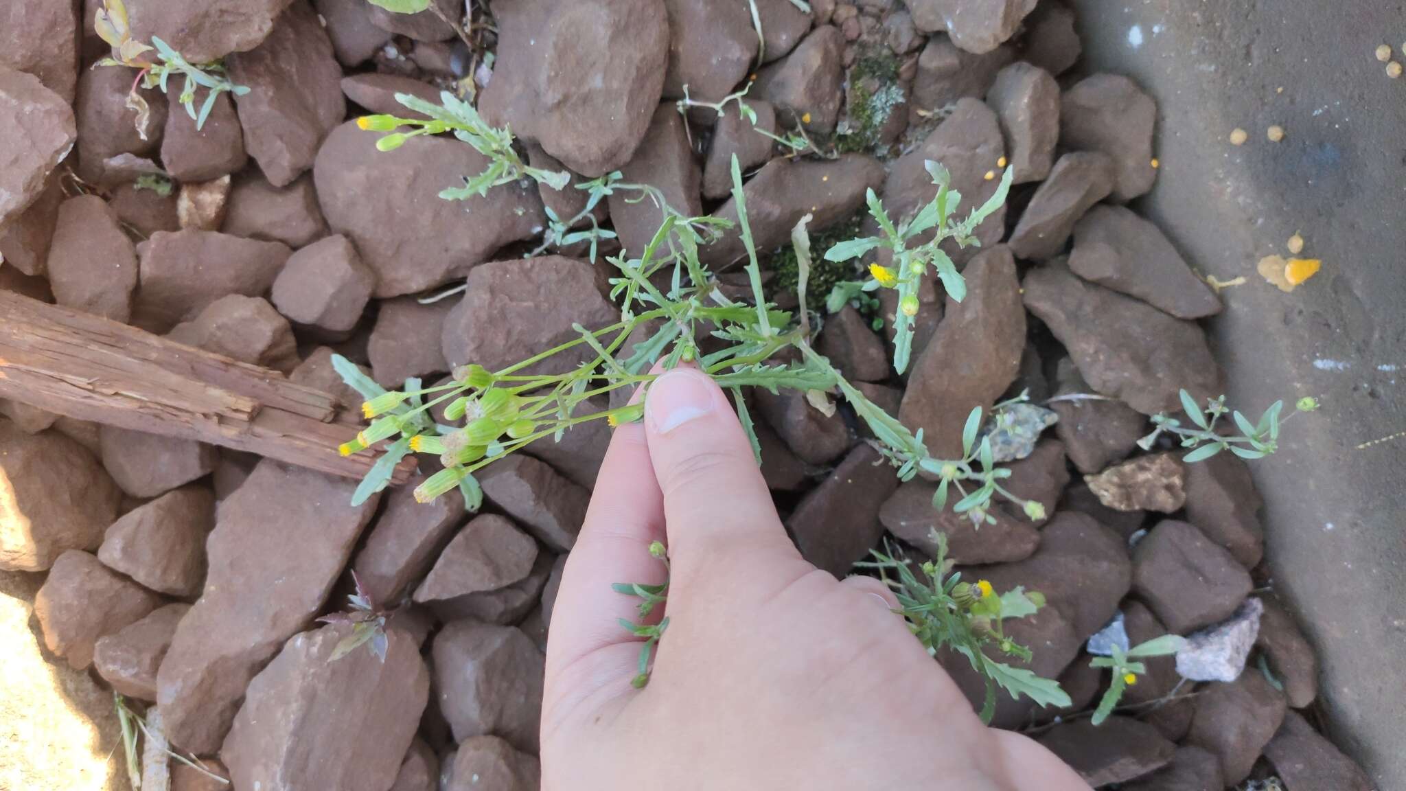 Plancia ëd Senecio dubitabilis C. Jeffrey & Y. L. Chen