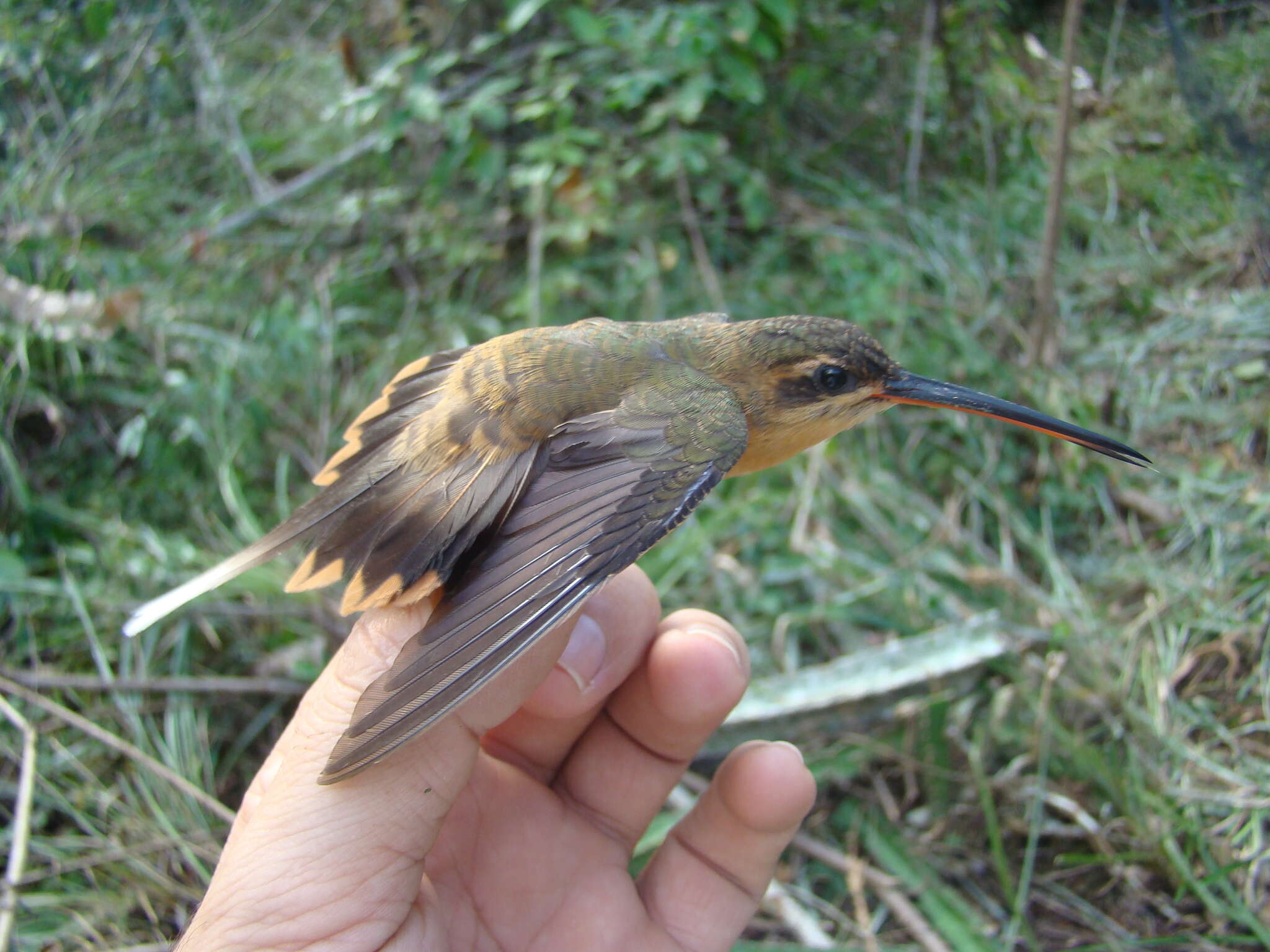 Phaethornis philippii (Bourcier 1847) resmi