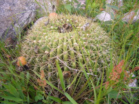 Echinopsis formosa (Pfeiff.) Jacobi ex Salm-Dyck resmi