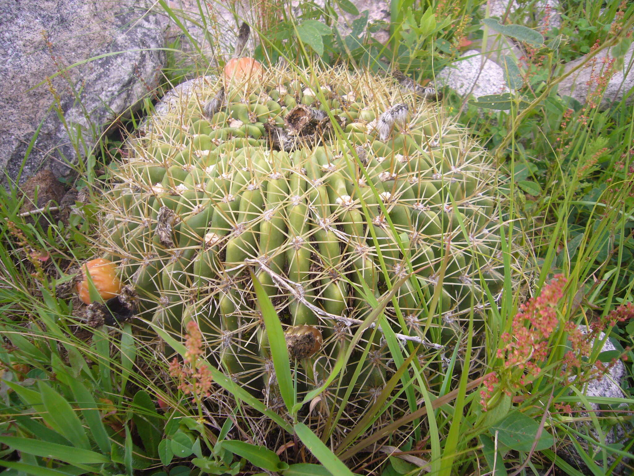 Image de Echinopsis formosa (Pfeiff.) Jacobi ex Salm-Dyck