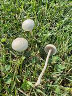 Image of Agrocybe molesta (Lasch) Singer 1978