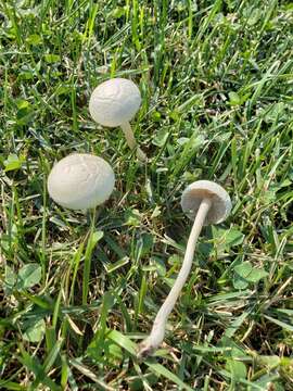 Image of Agrocybe molesta (Lasch) Singer 1978