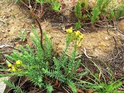 Image of Linum acuticarpum C. M. Rogers