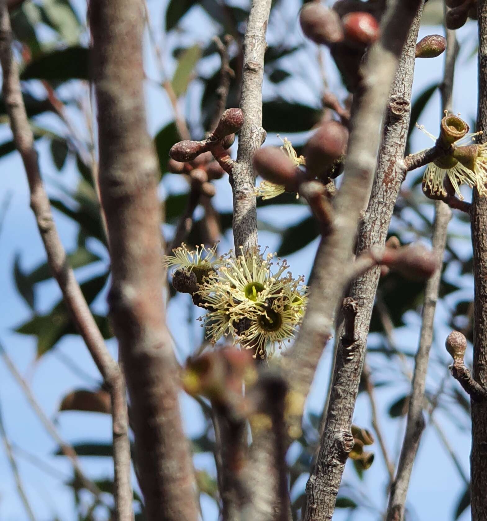 Image of Eucalyptus ligustrina A. Cunn. ex DC.