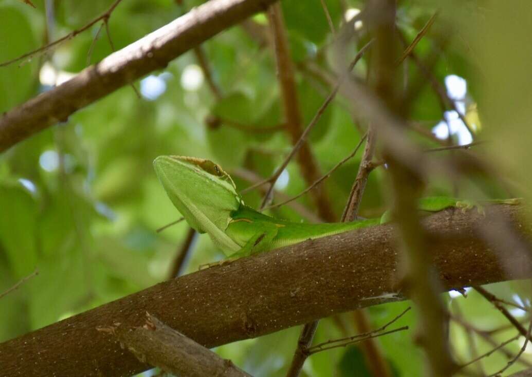 Слика од Anolis noblei Barbour & Shreve 1935