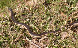 Image of Lateral Water Snake