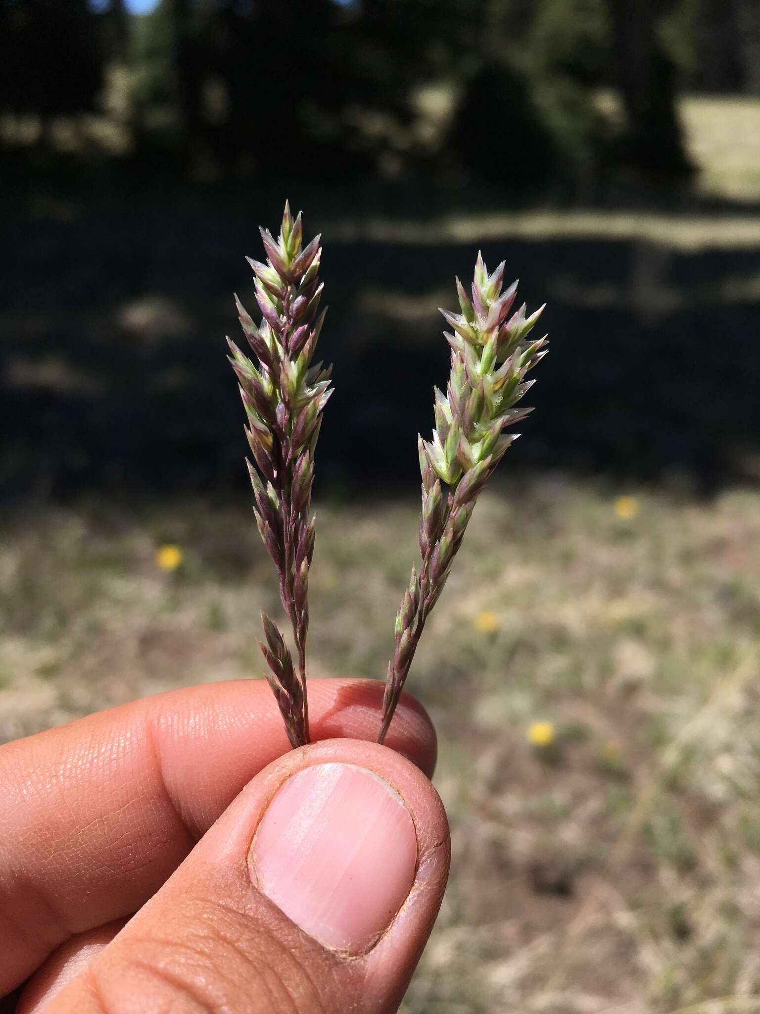 Plancia ëd Poa fendleriana (Steud.) Vasey