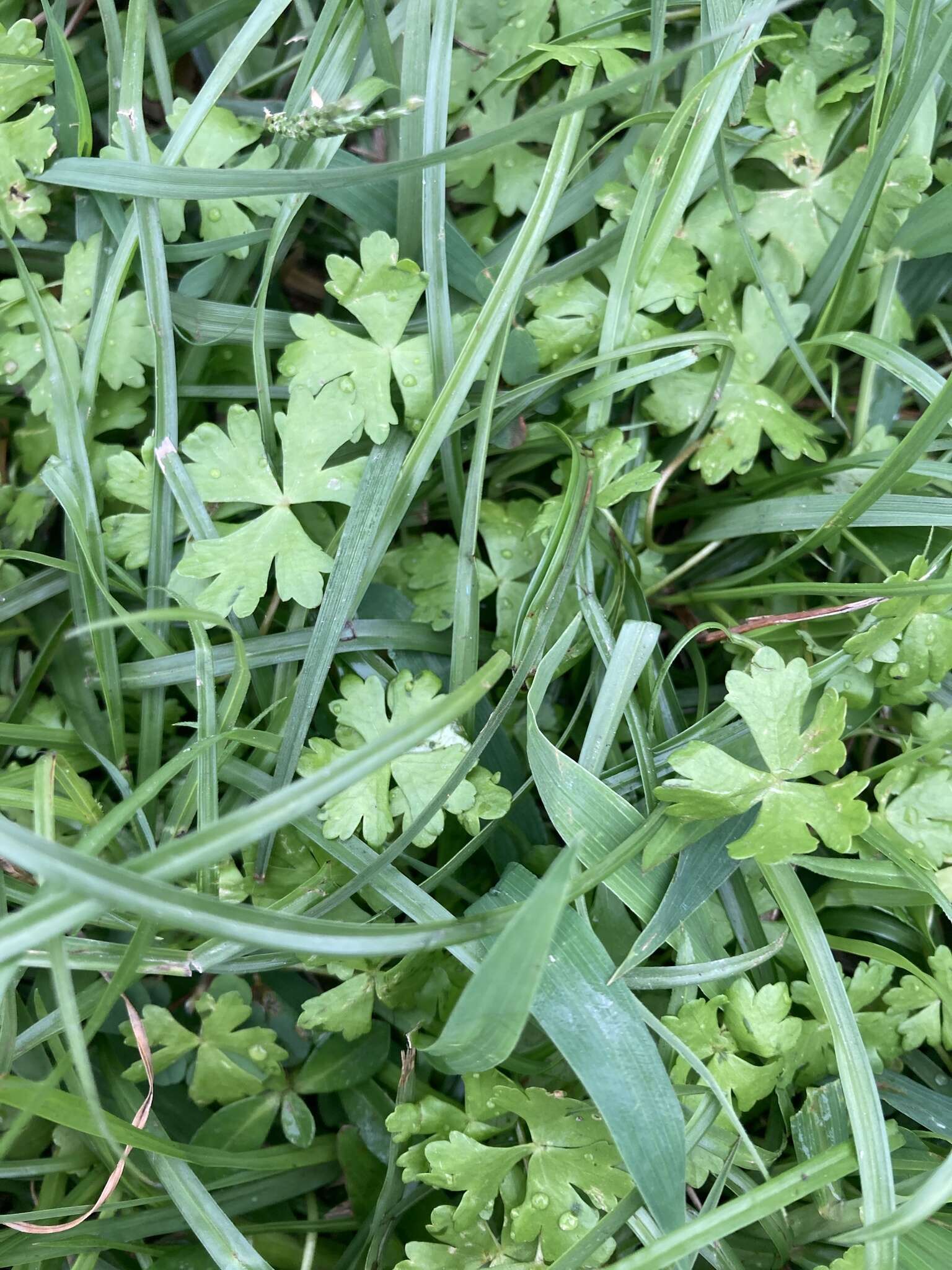 Imagem de Hydrocotyle batrachium Hance