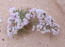 Image of Limonium papillatum (Webb & Berth.) Kuntze