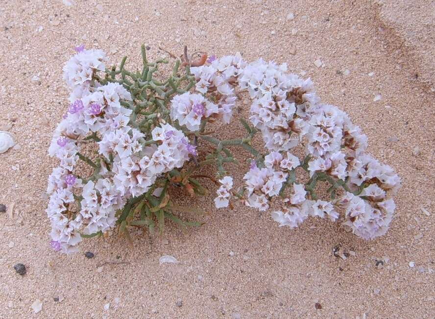 Image of Limonium papillatum (Webb & Berth.) Kuntze