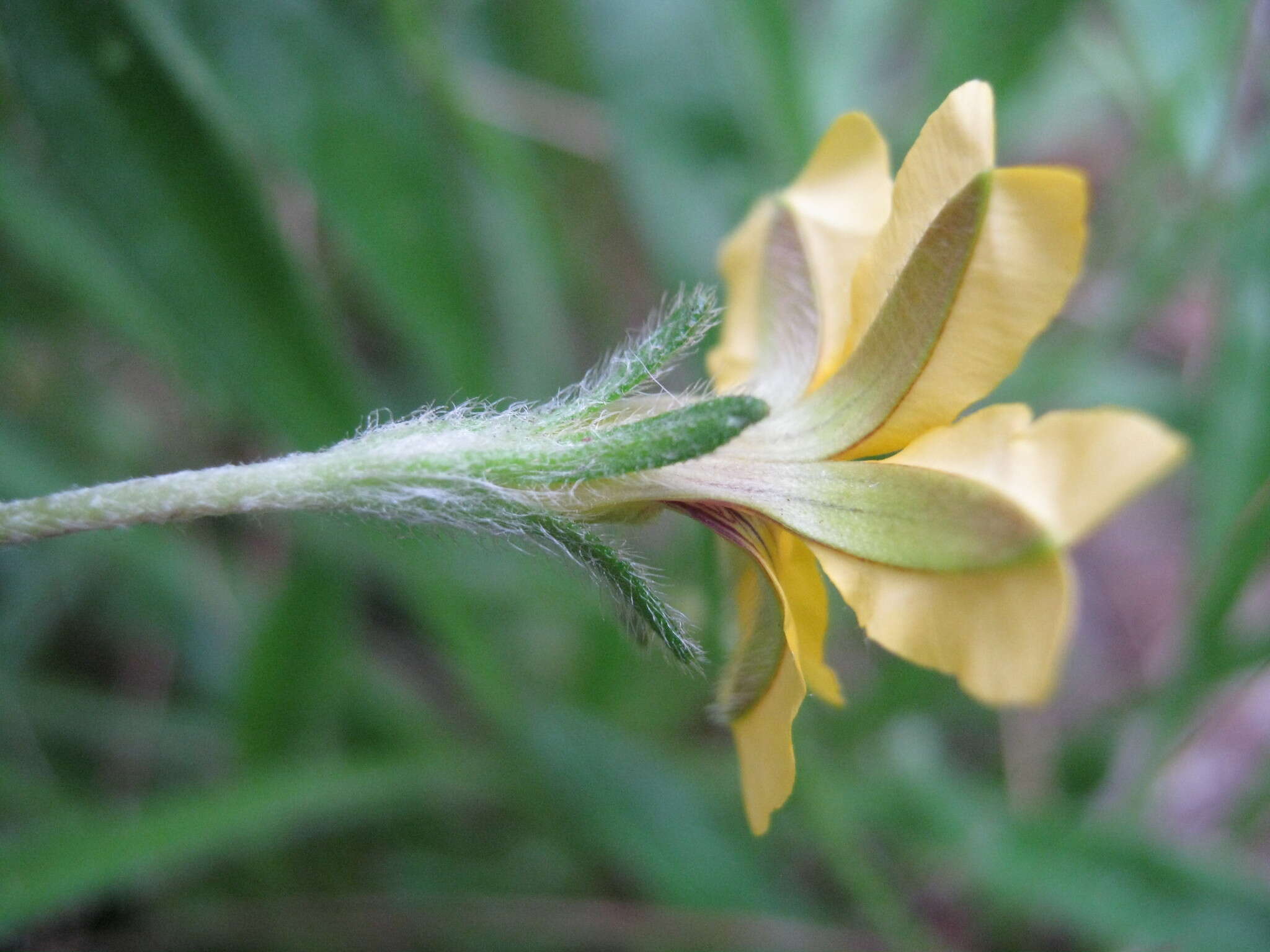 Imagem de Goodenia geniculata R. Br.