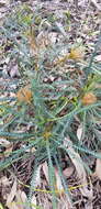 Image of Banksia dallanneyi A. R. Mast & K. R. Thiele