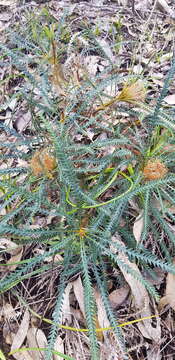 Image of Banksia dallanneyi A. R. Mast & K. R. Thiele