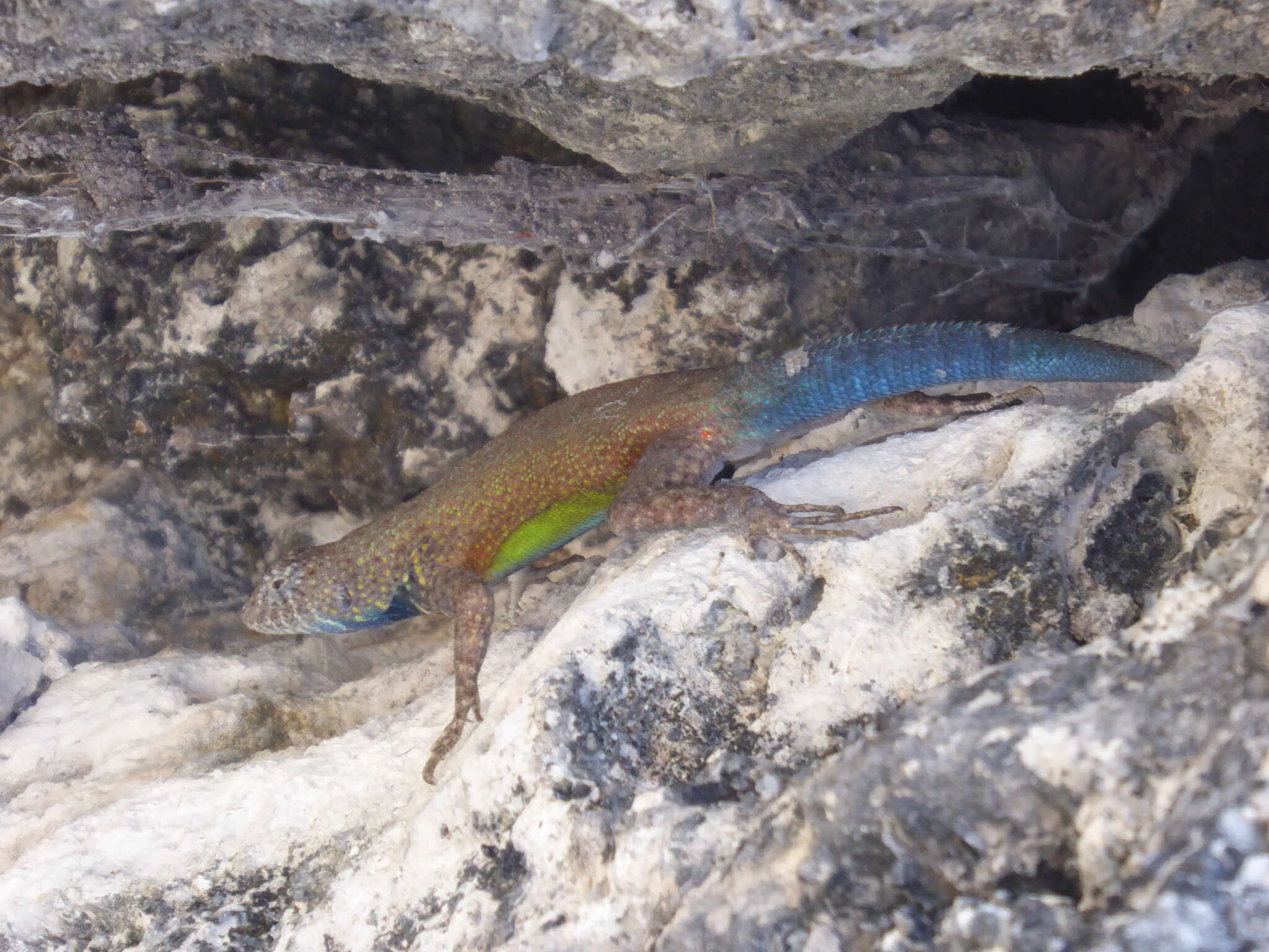 Image of Gadow's Spiny Lizard