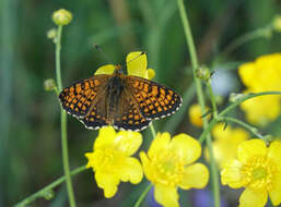 Image of Melitaea arcesia Bremer 1861