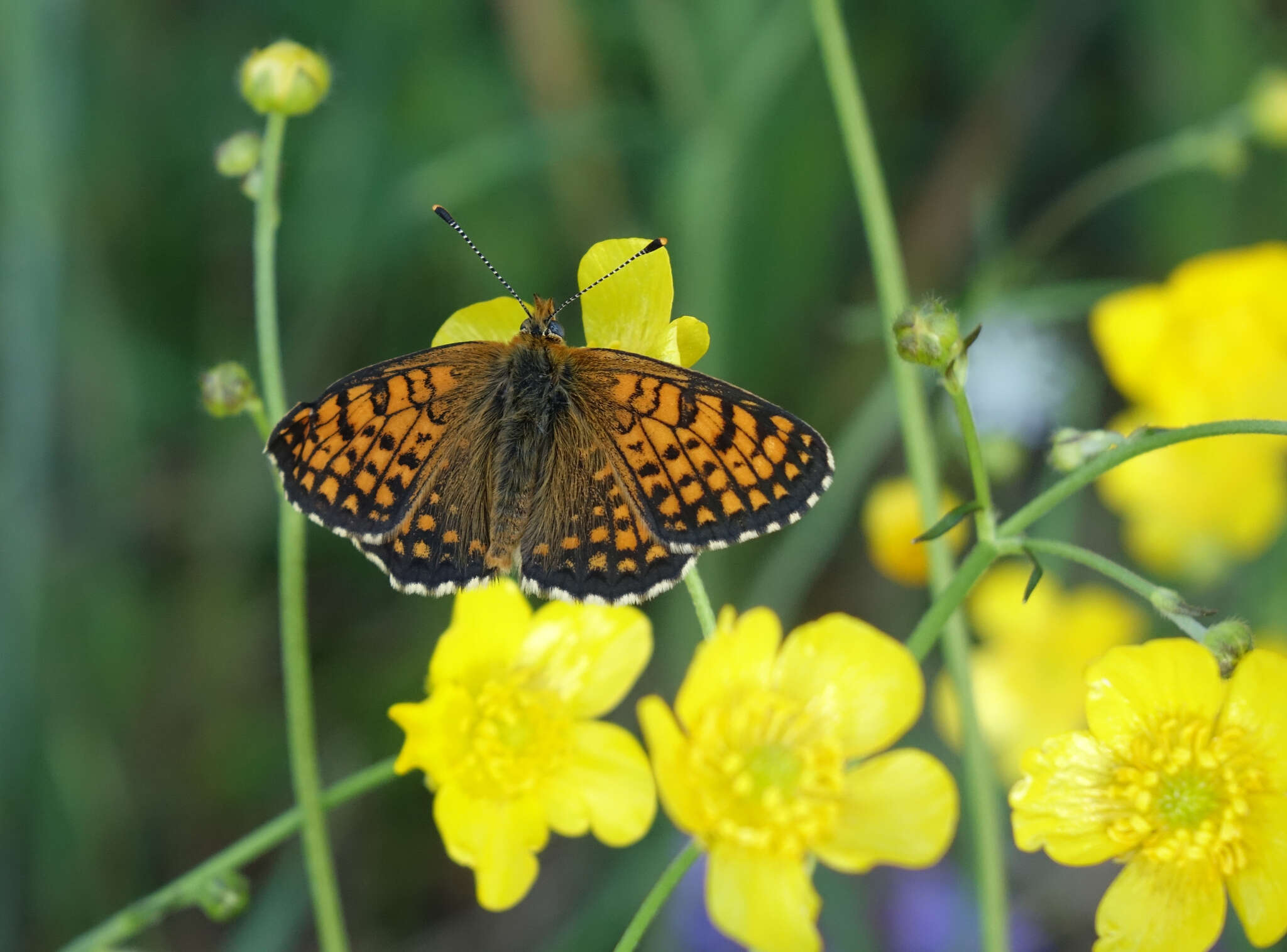 Image of Melitaea arcesia Bremer 1861