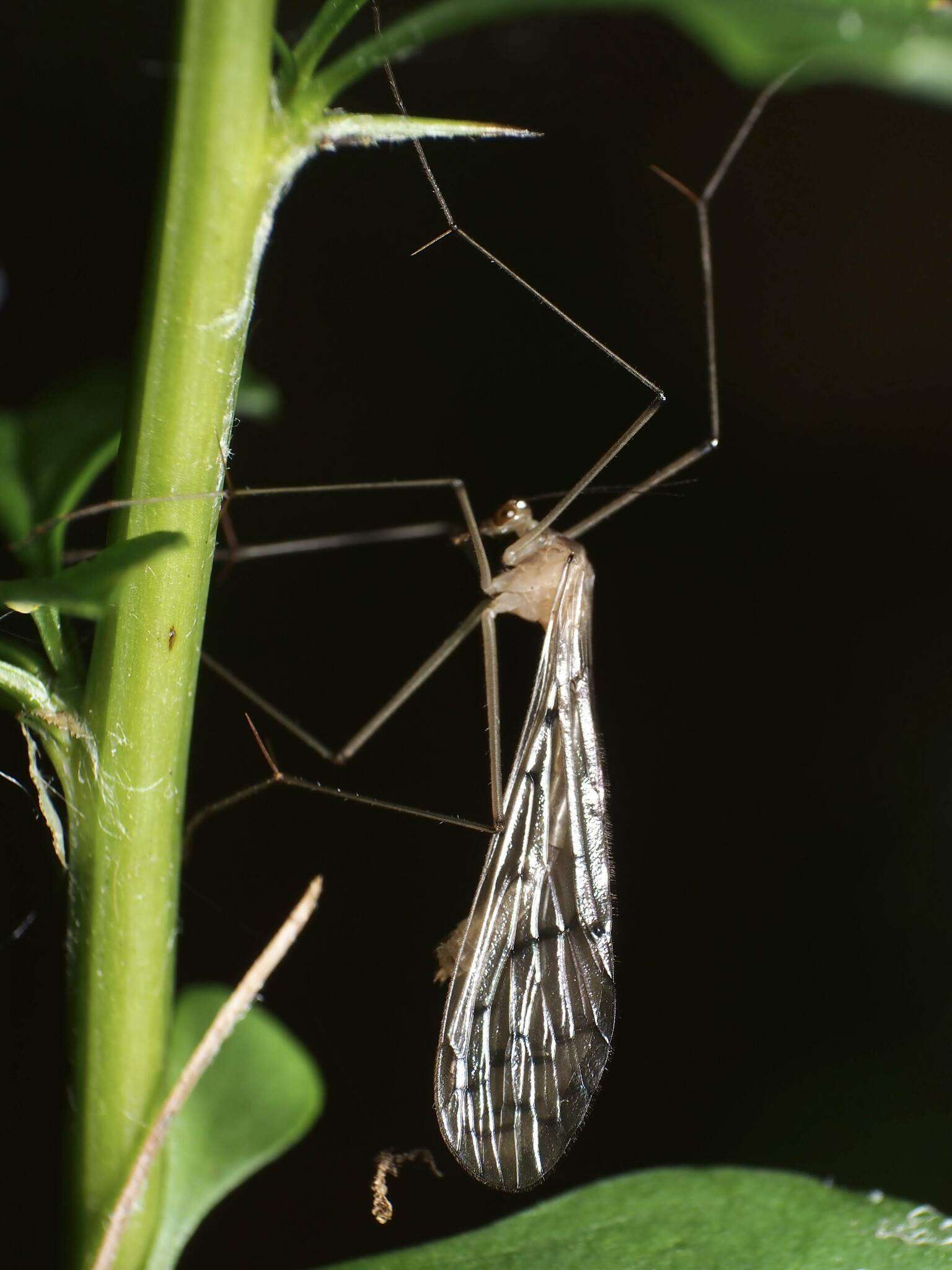 Sivun Bittacus strigosus Hagen 1861 kuva