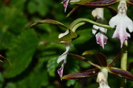 Image of Calanthe arcuata Rolfe