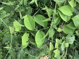 Image of Smilax setosa Miq.