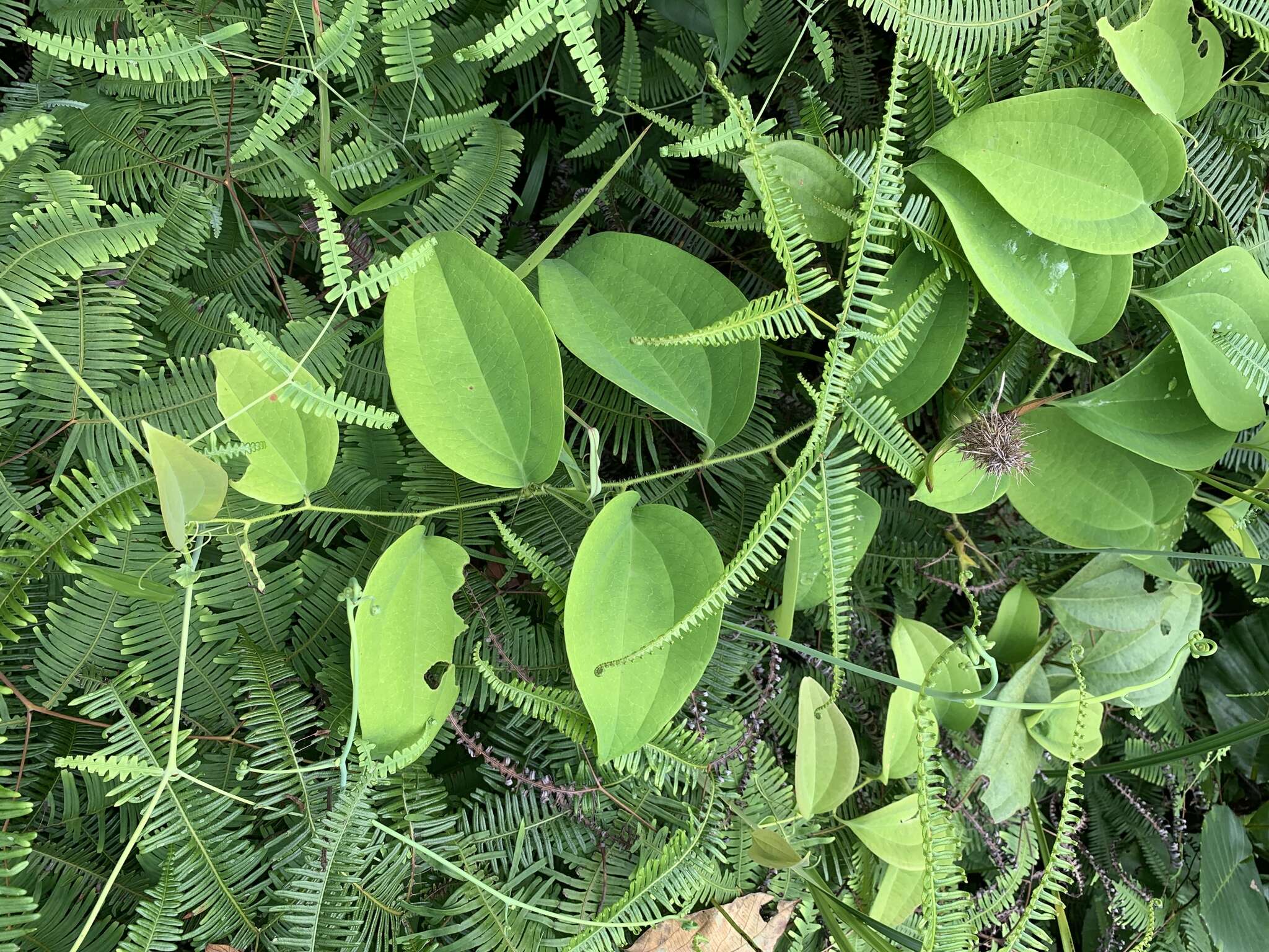 Image of Smilax setosa Miq.