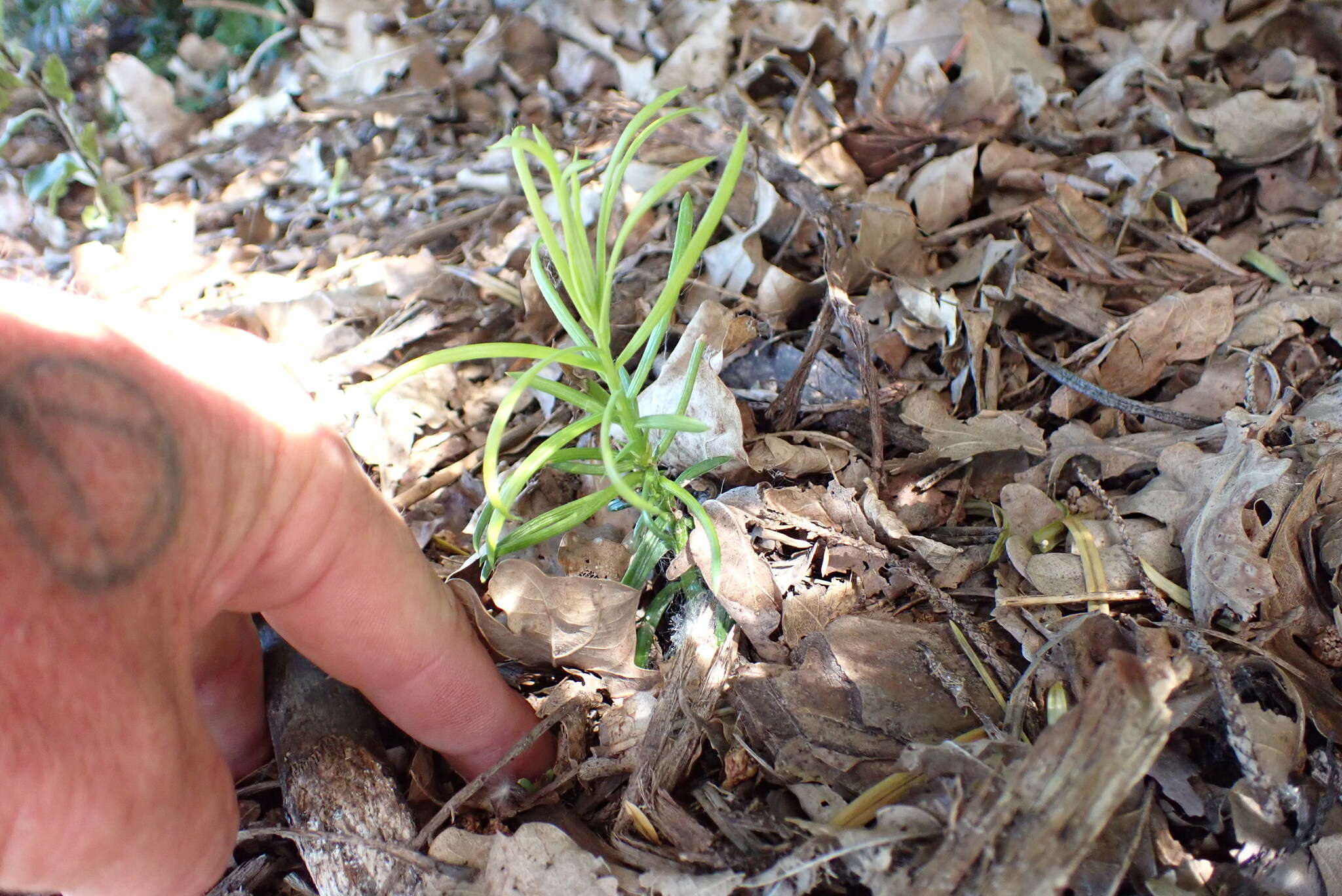 Image of Fortune's Yew Plum