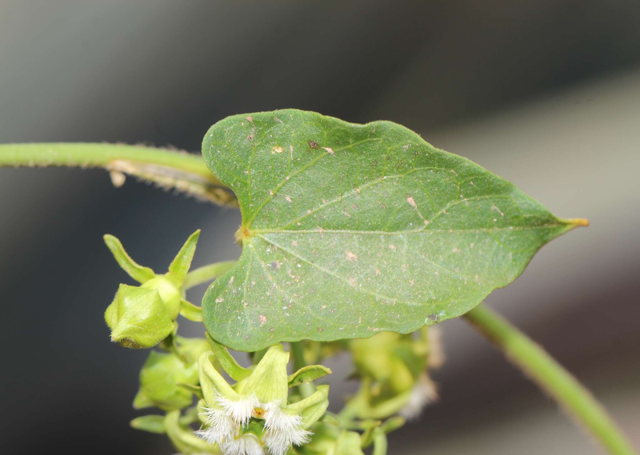 Image of Gonolobus sororius A. Gray ex S. Wats.